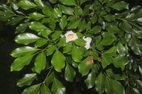 Radermachera yunnanensis