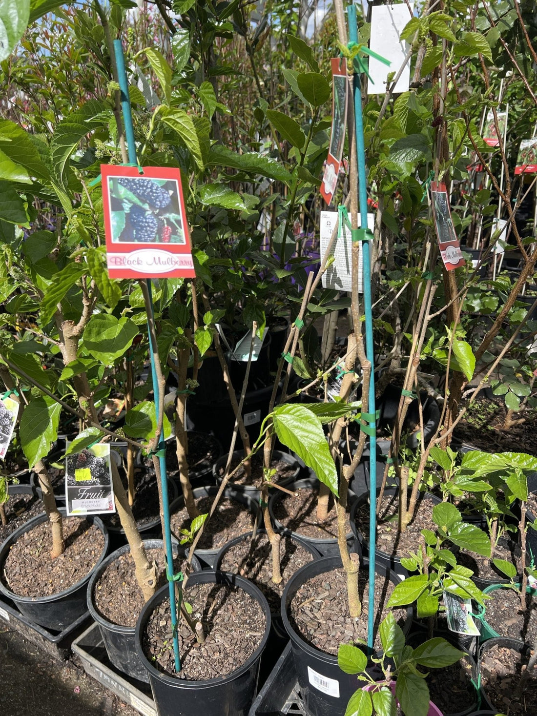 Mulberry 'Black' - Large - Ladybird Nursery