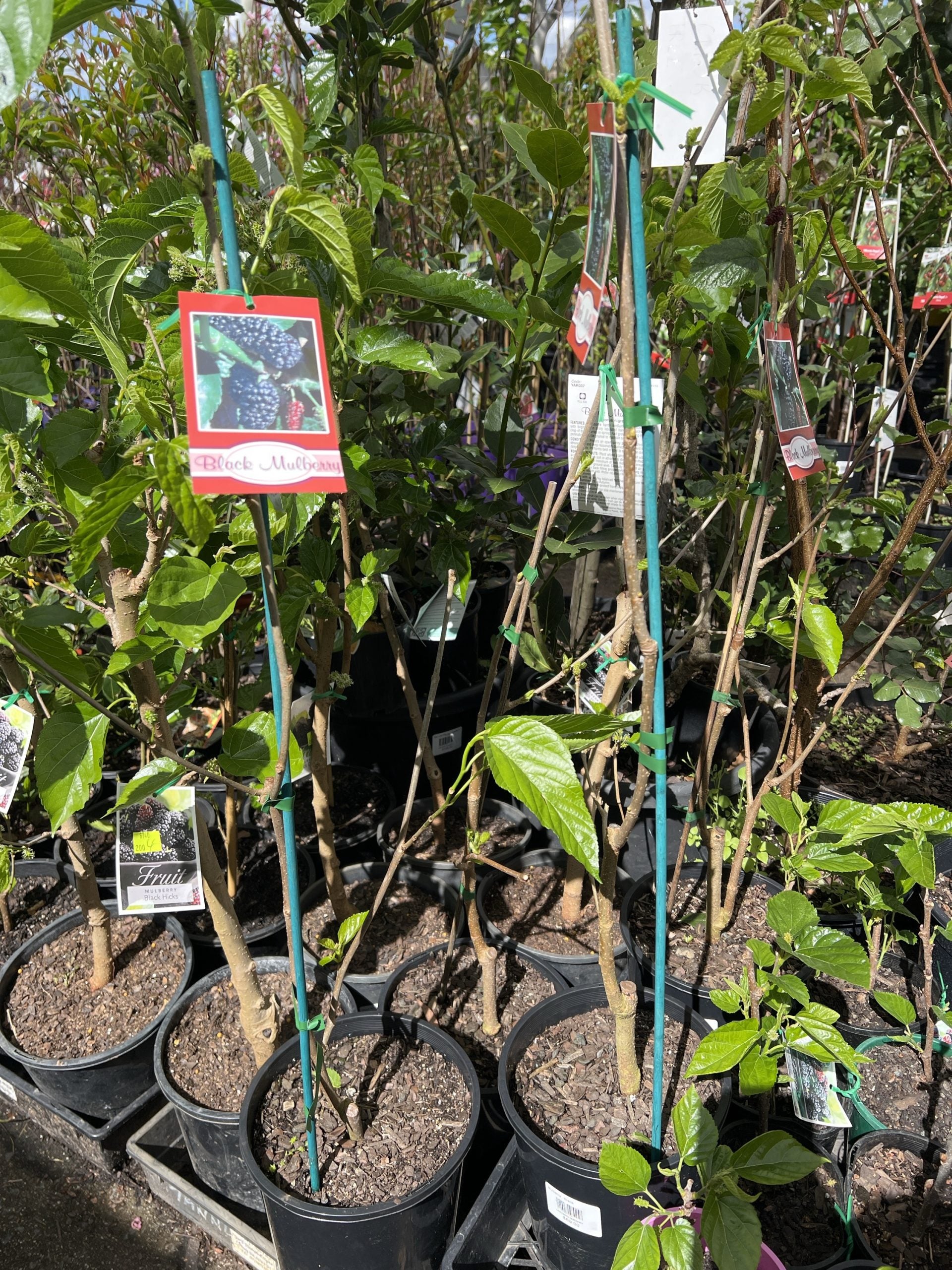 Mulberry 'Black' - Large