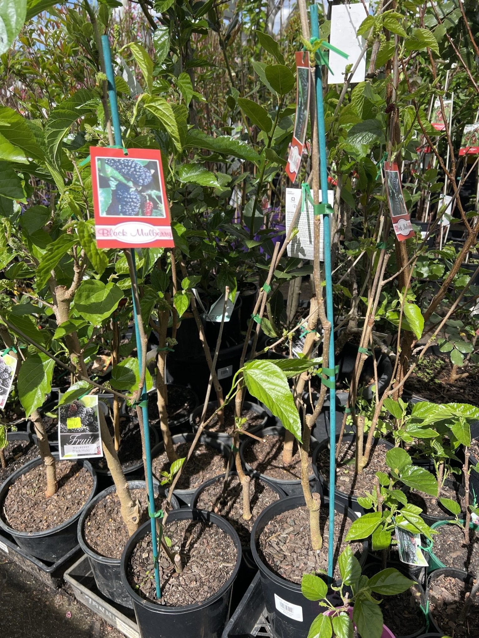 Mulberry 'Black' - Large - Ladybird Nursery