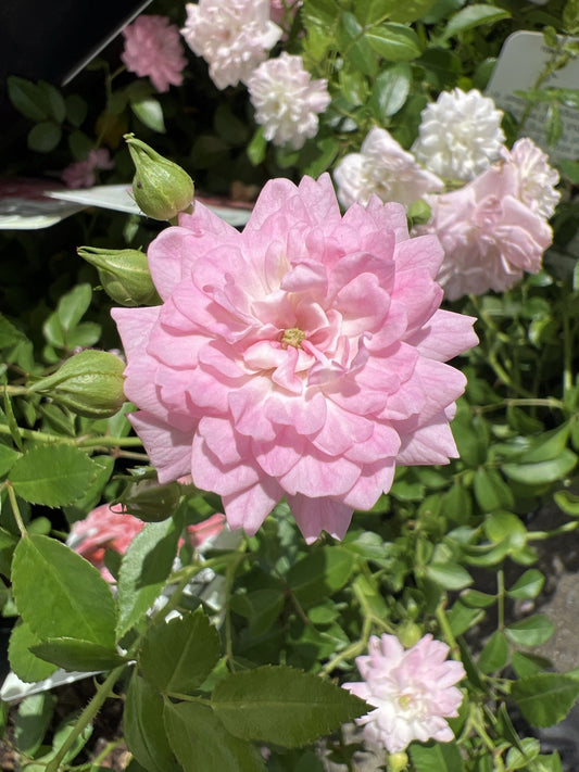 Rose 'The Fairy Minature'