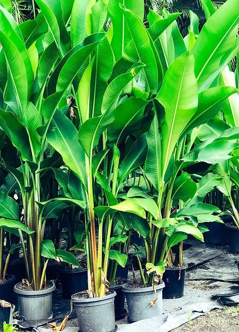 Heliconia bihai x caribaea 'Kawauchi' - Ladybird Nursery