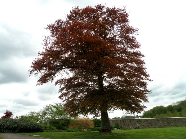 Purple Beech purpurea (Fagus sylvatica)