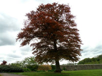 Purple Beech purpurea (Fagus sylvatica)