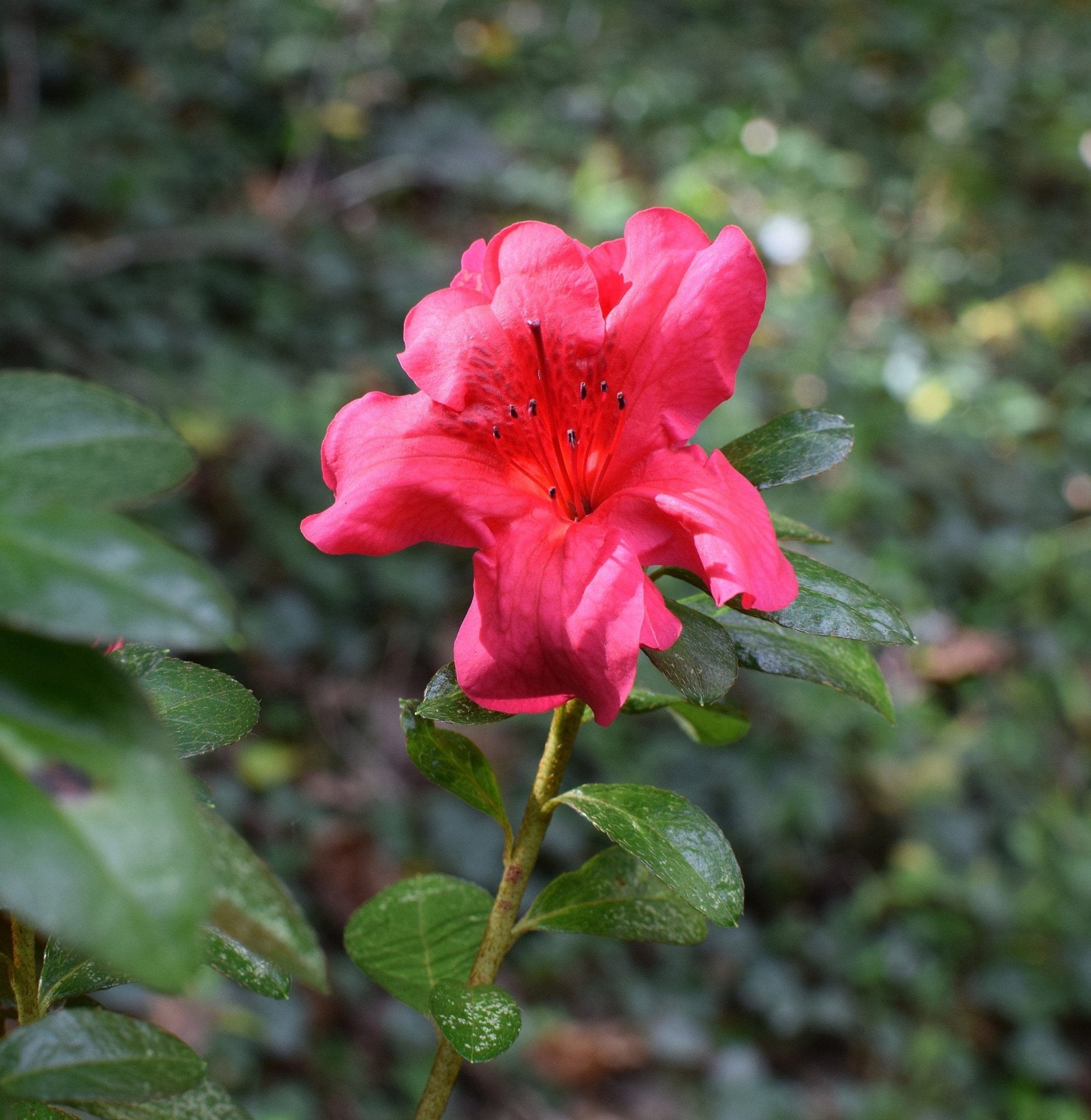 Azalea ENCORE AUTUMN BRAVO™ - Ladybird Nursery