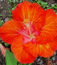 Chinese Hibiscus Fantasy Orange Sunset (Hibiscus rosa-sinensis)