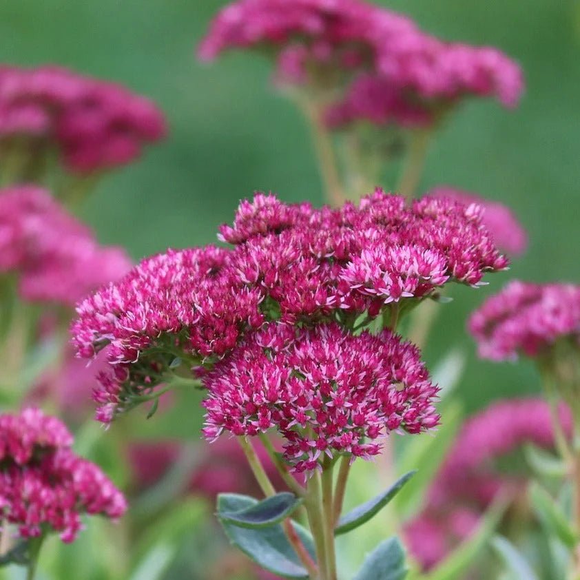 Stonecrop Stonecrop Mix (Sedum) - Ladybird Nursery