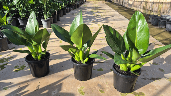 Philodendron Fat Boy 2.0 - Large (PICK UP ONLY) - Ladybird Nursery