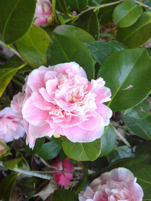 Camellia Lady Loch (Camellia japonica)