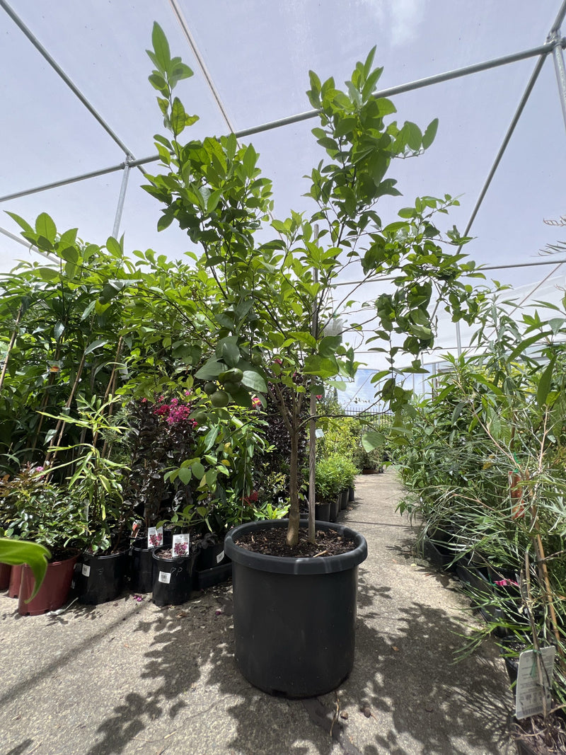 Mandarin Hickson 500mm Pot PICK UP ONLY