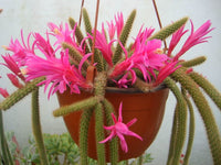 Rat Tail Cactus (Disocactus flagelliformis) - Ladybird Nursery