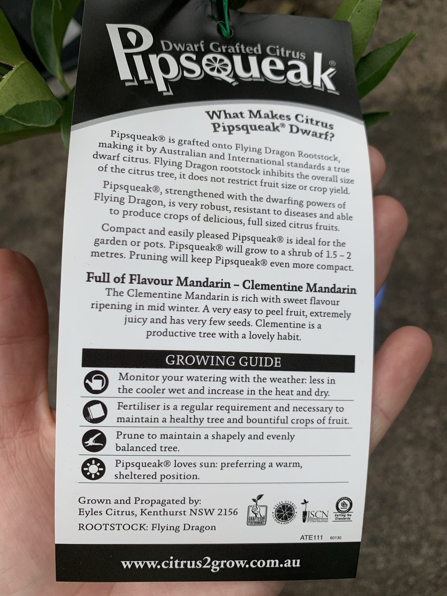 Dwarf Clementine Mandarin (Pipsqueak)