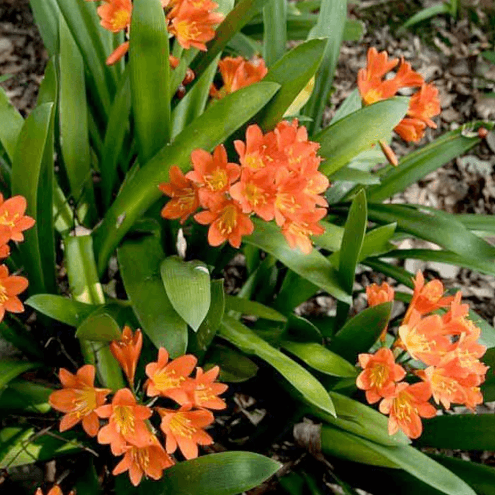 Clivia Hybrid Orange - Ladybird Nursery