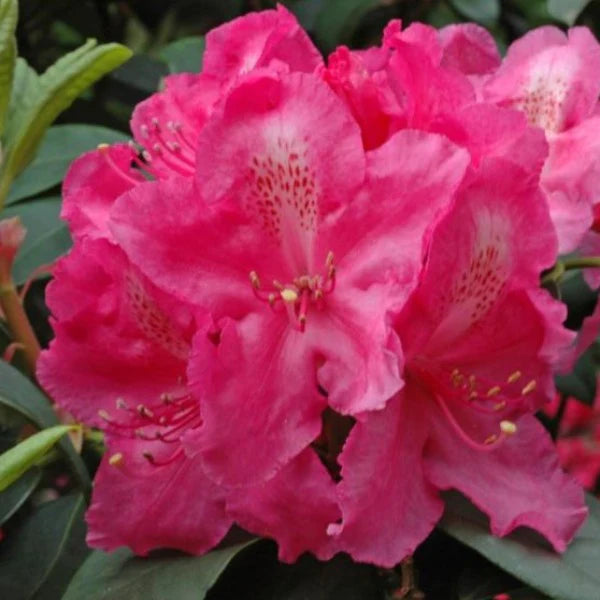 Rhododendron Antoon Van Welie