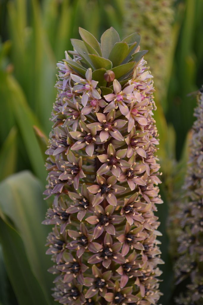 Dark Star Pineapple Lily (Eucomis zambesiaca) - Ladybird Nursery