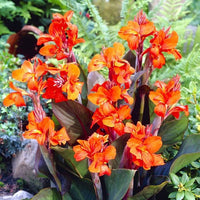 Canna generalis Orange Beauty (Canna x.) - Ladybird Nursery