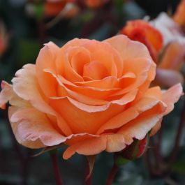 Rose Brandy Hybrid Tea (Rosa) - Ladybird Nursery