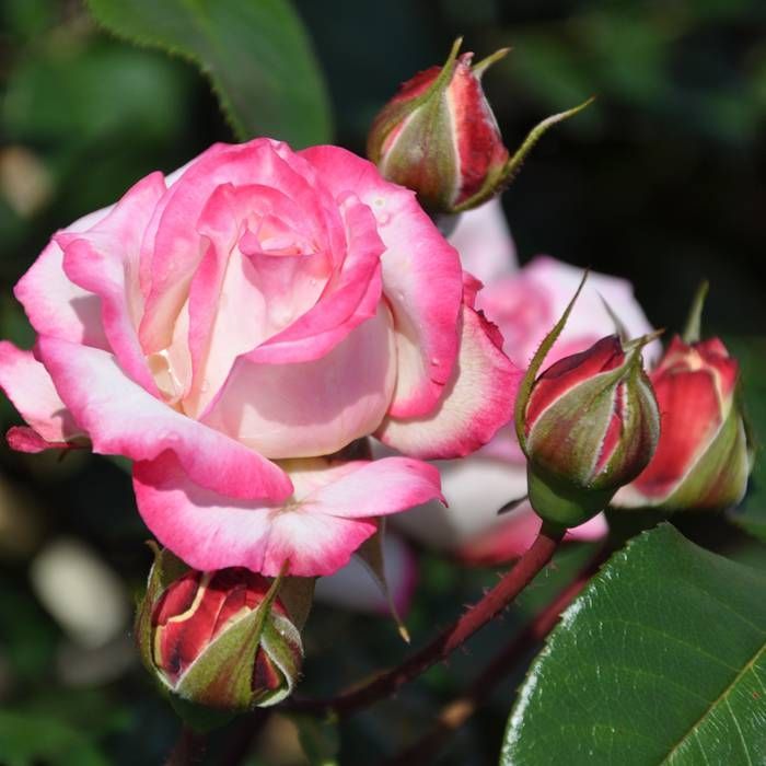 Rose Standards 'La Minuette' (PICK UP ONLY) - Ladybird Nursery