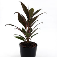 Cordyline Rumba (Cordyline fruticosa) - Ladybird Nursery