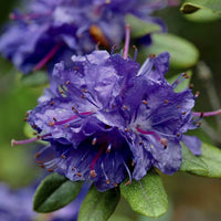 Rhododendron Russatum - Ladybird Nursery