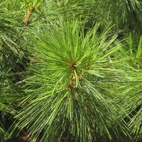 Southwestern White Pine Loma Linda (Pinus strobiformis) - Ladybird Nursery