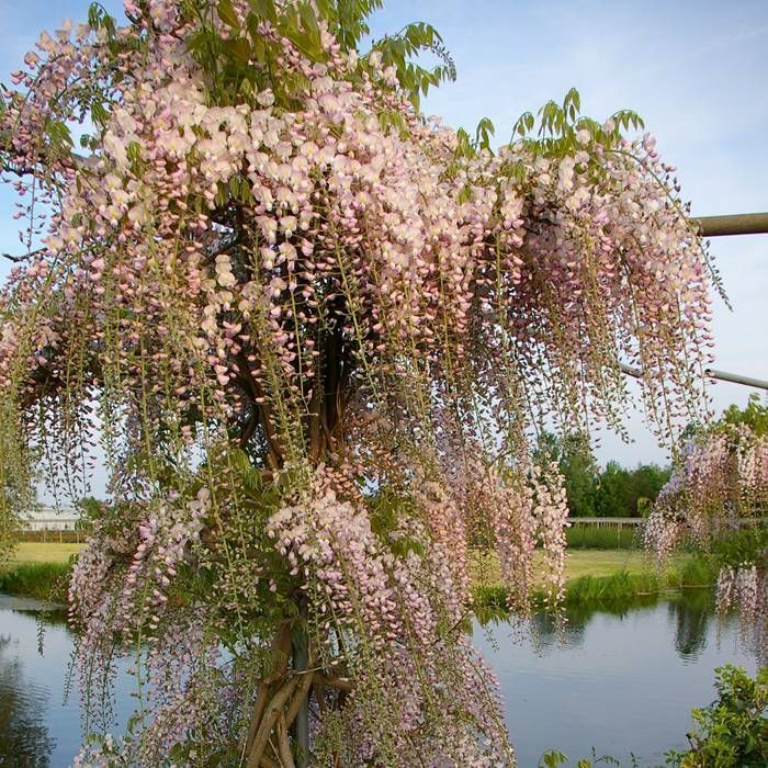 Japanese Wisteria Kuchi - Beni (Wisteria floribunda) - Ladybird Nursery