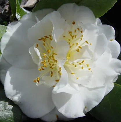 Camellia Ecclesfield (Camellia japonica)