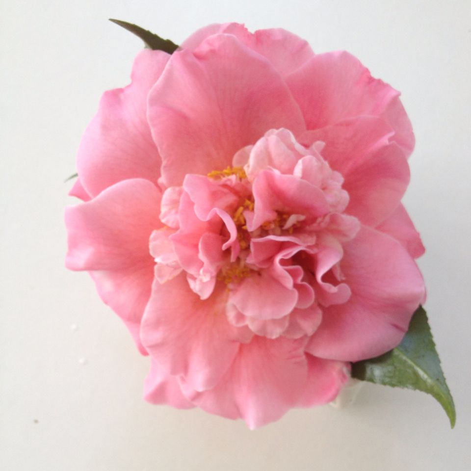 Camellia Tiffany (Camellia japonica)