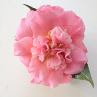 Camellia Tiffany (Camellia japonica) - Ladybird Nursery