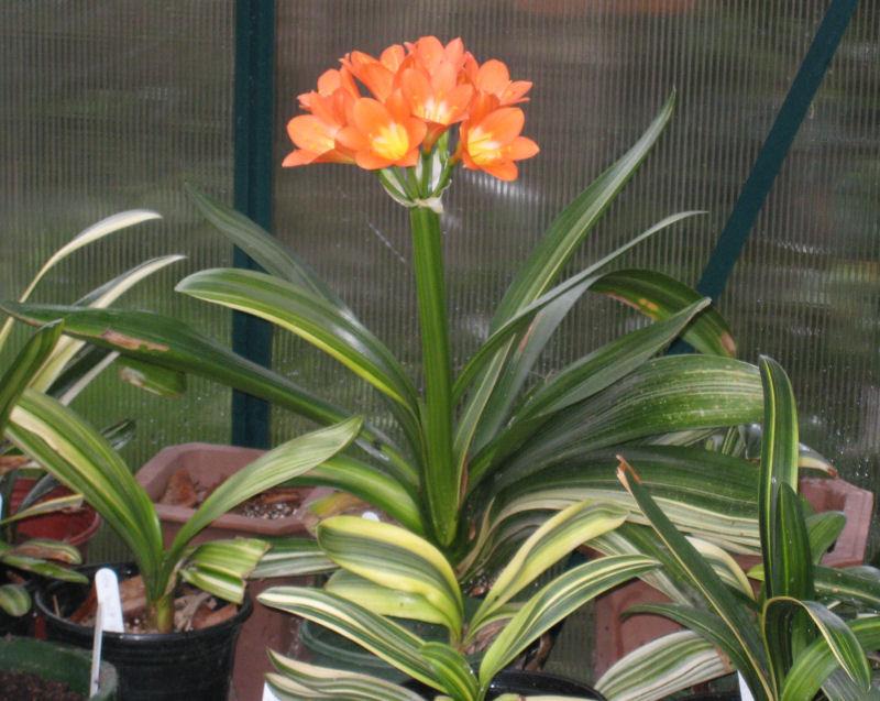 Bush Lily Variegated Orange (Clivia miniata) - Ladybird Nursery