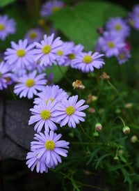 Swan River Daisy Mauve Delight (Brachyscome) - Ladybird Nursery