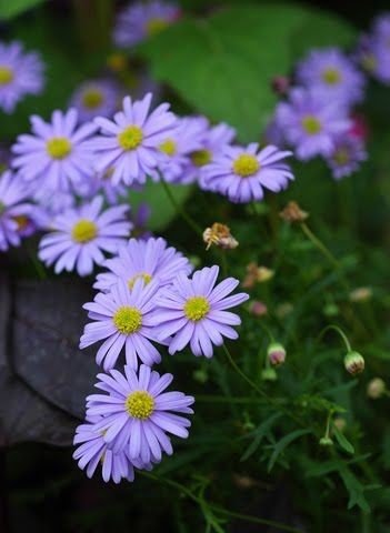 Swan River Daisy Mauve Delight (Brachyscome) - Ladybird Nursery