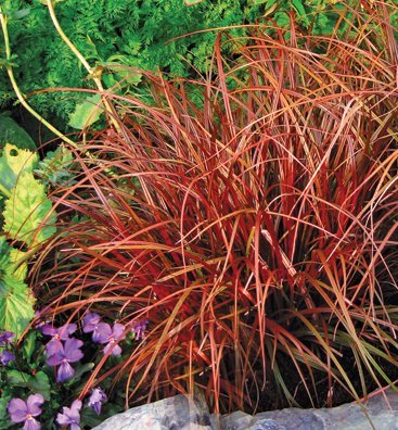 Red Hook Sedge Belindas Find (Uncinia rubra) - Ladybird Nursery