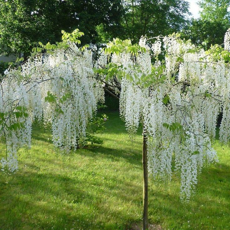White Chinese Wisteria Alba (Wisteria sinensis)