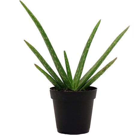 Escapade Aloe (Aloe Escapade)