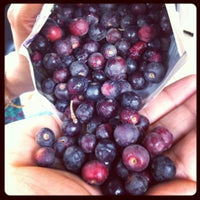 Phalsa - Ladybird Nursery