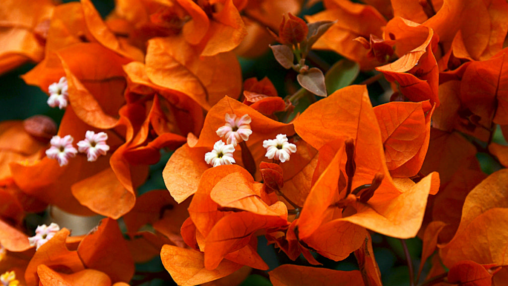 Bougainvillea Jamaican Orange (Bougainvillea glabra)