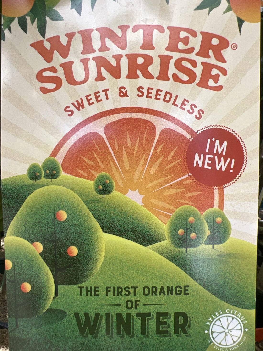 Winter Sunrise Orange (QLD Only) - Ladybird Nursery