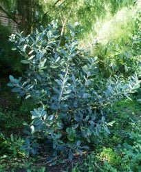 Feijoa Duffy - Ladybird Nursery
