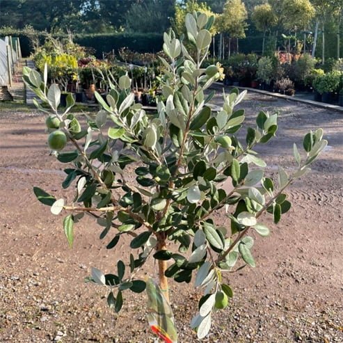 Feijoa Mammoth - Ladybird Nursery