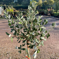 Feijoa Mammoth
