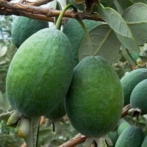Feijoa Mammoth - Ladybird Nursery