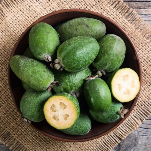 Feijoa Mammoth - Ladybird Nursery