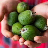 Feijoa Mammoth - Ladybird Nursery