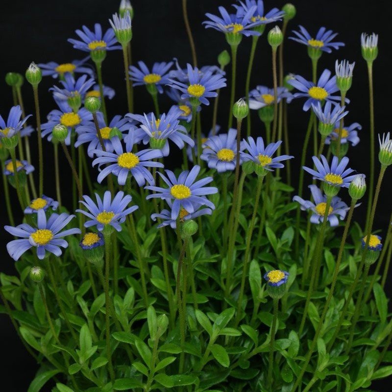 Blue Felicia (Felicia amelloides) - Ladybird Nursery