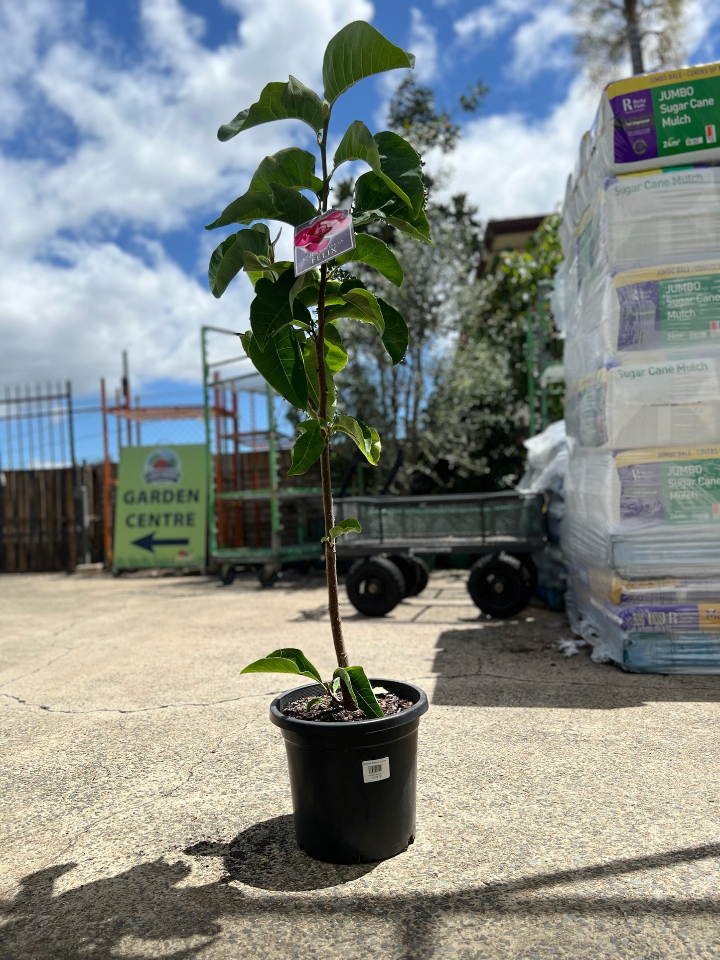 Magnolia Felix 300mm (PICK UP ONLY)