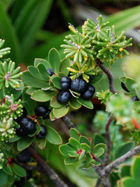 Native Mountain Pepper (Tasmannia lanceolata) FEMALE - Ladybird Nursery