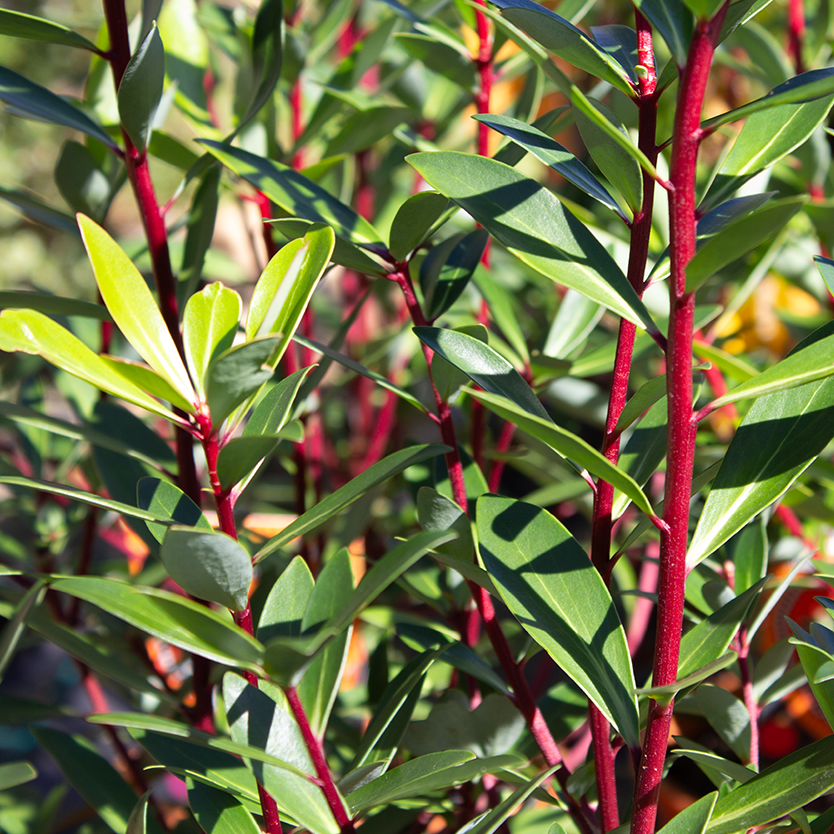 Native Mountain Pepper (Tasmannia lanceolata) FEMALE - Ladybird Nursery