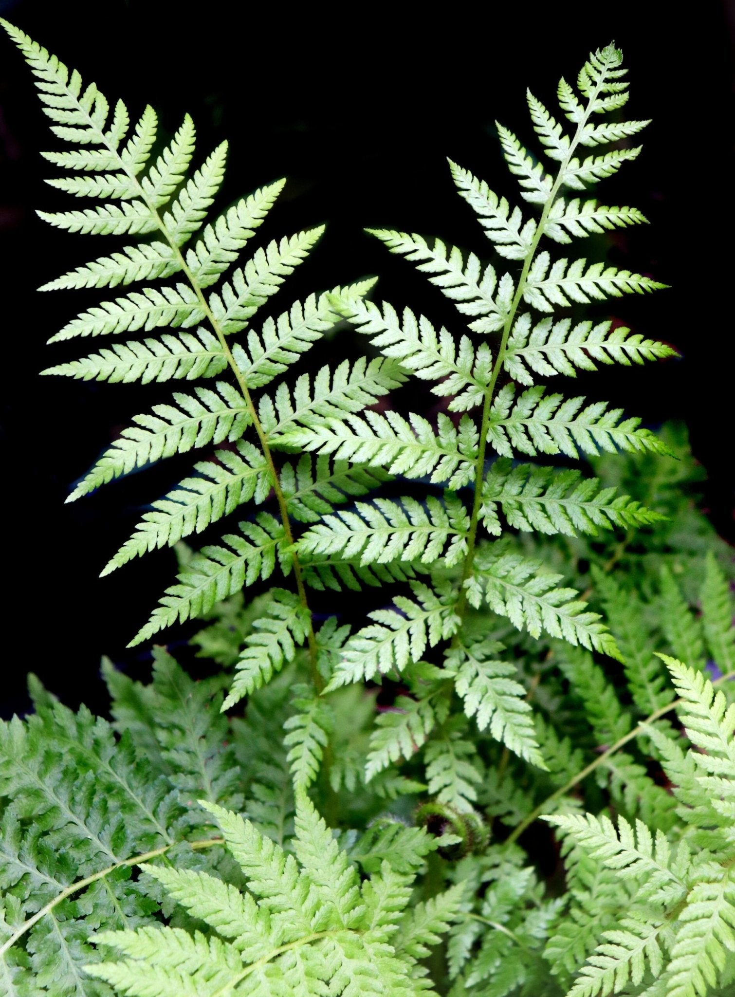 Gristle Fern (Blechnum cartilagineum) - Ladybird Nursery