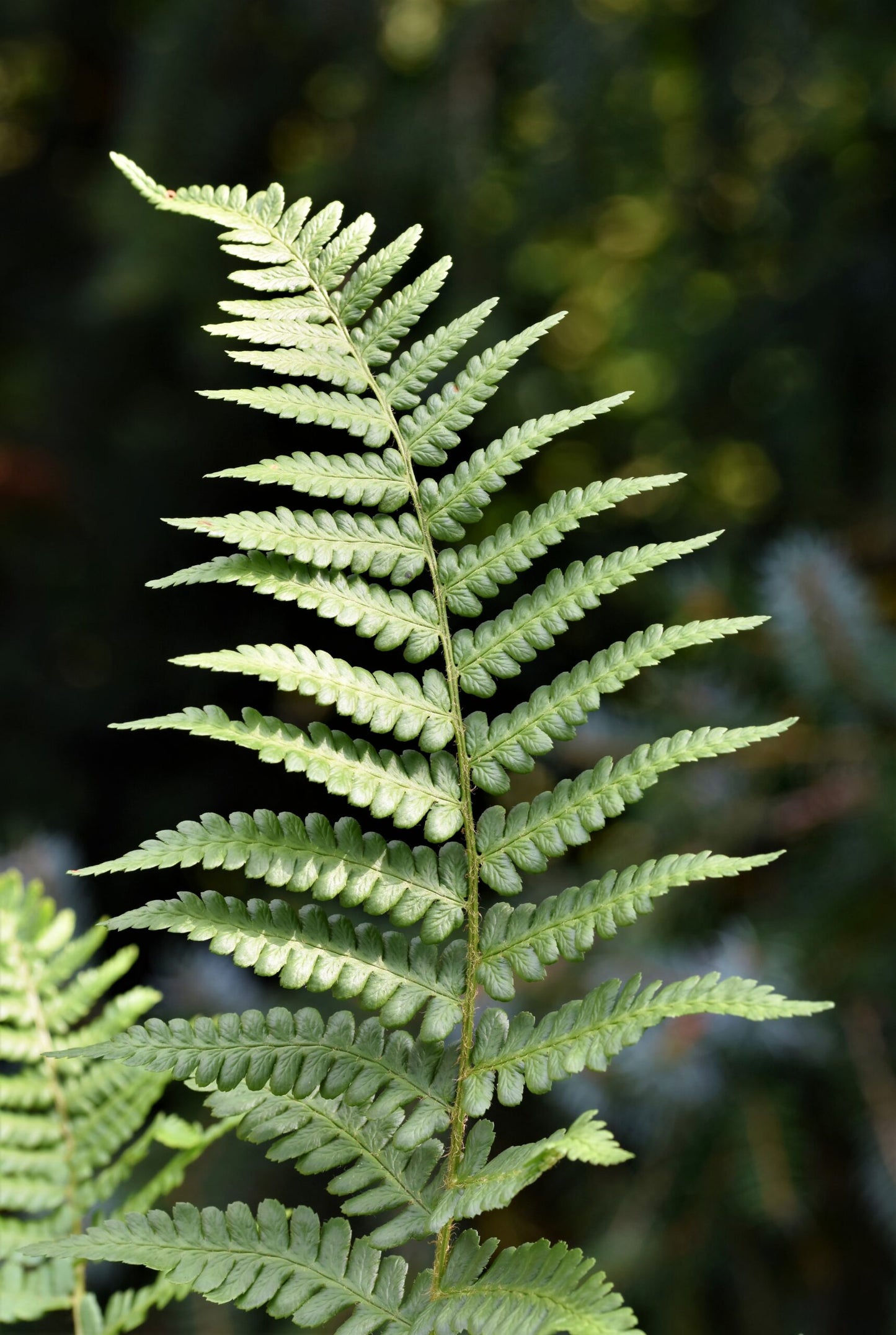 Gristle Fern (Blechnum cartilagineum)